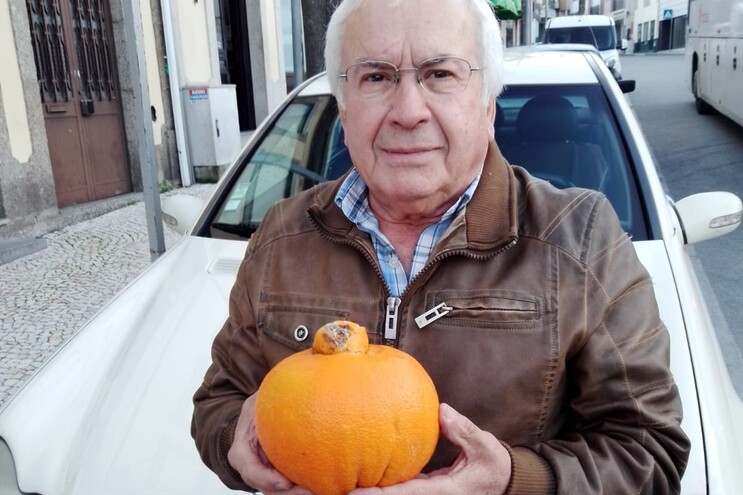 Laranja com mais de meio metro em Resende, Portugal