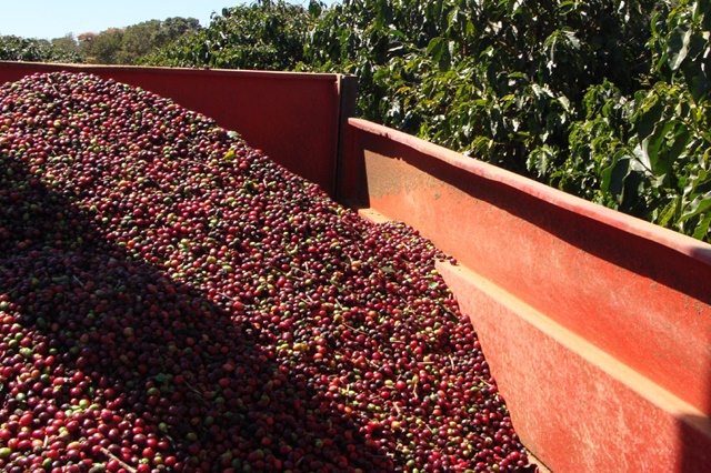 Nova Resende: marca de café “Graun Coffee” é lançada pela Fazenda Planalto