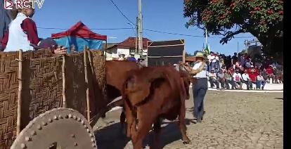 Resende Costa: mais de 30 carros de boi na Festa do Cajuru