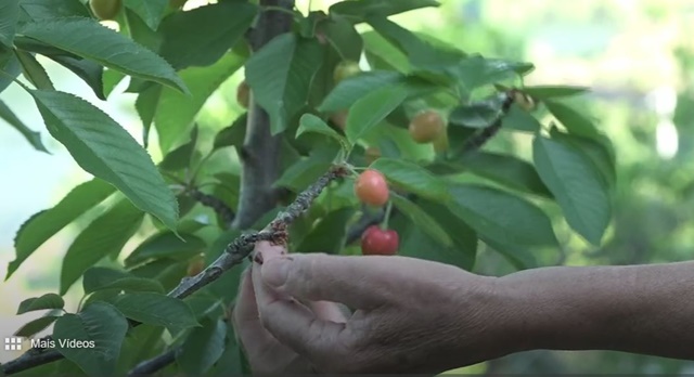 Resende: menor oferta de cereja devido a temperaturas recordes e geadas