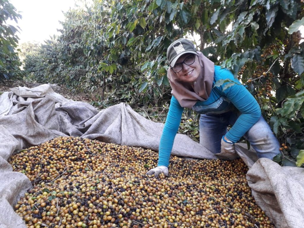 Nova Resende: produção agrícola de 38,59 mil t, com café na dianteira