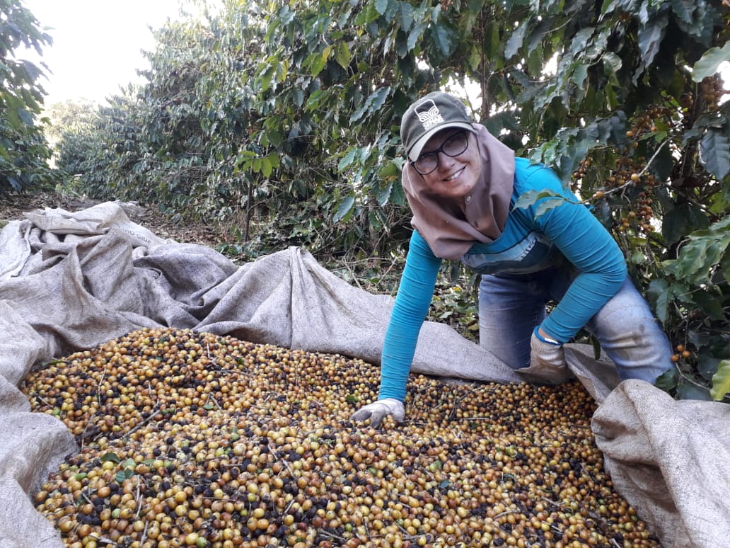 Nova Resende: produção agrícola de 38,59 mil t, com café na dianteira