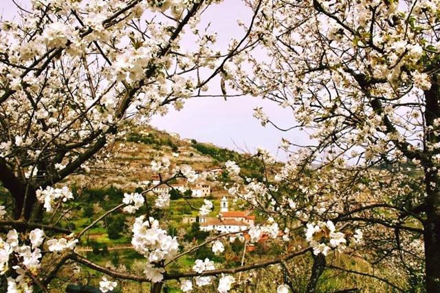 Resende: Cerejeiras em Flor convidam a uma visita guiada ao concelho