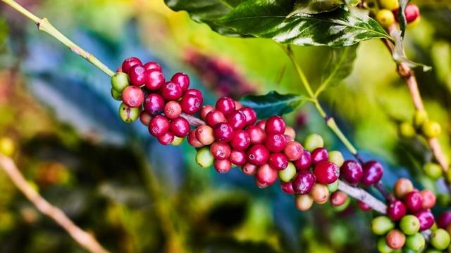 Nova Resende associa-se ao País para comemorar o “Dia Nacional do Café”