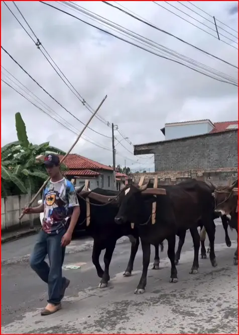Resende Costa: 4º Encontro de Carreiros e Candeeiros